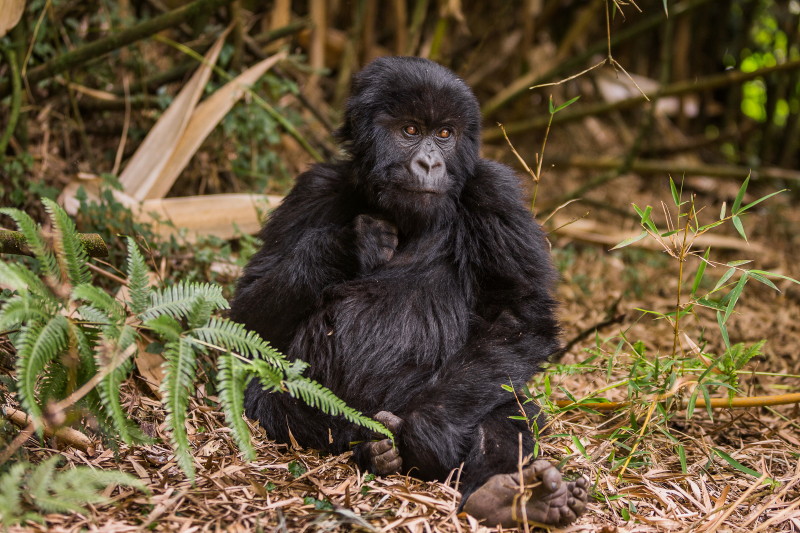 64 Rwanda, Volcanoes NP, gorilla.jpg